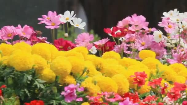 Blumen im Garten, hd vdo. — Stockvideo