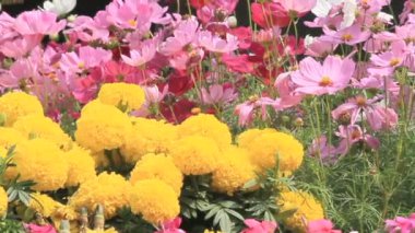 Çiçek Bahçe, Hd vdo.