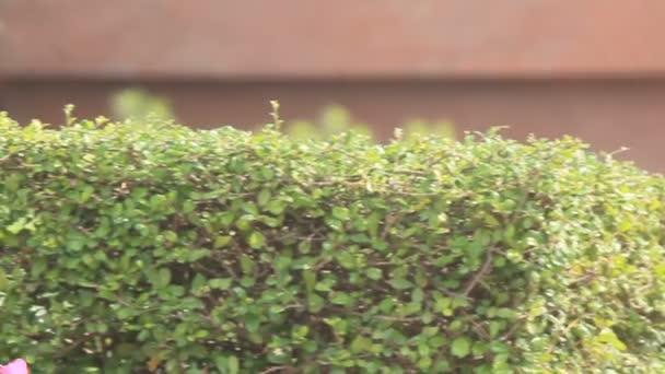 Bloemen in de tuin, Hd vdo. — Stockvideo