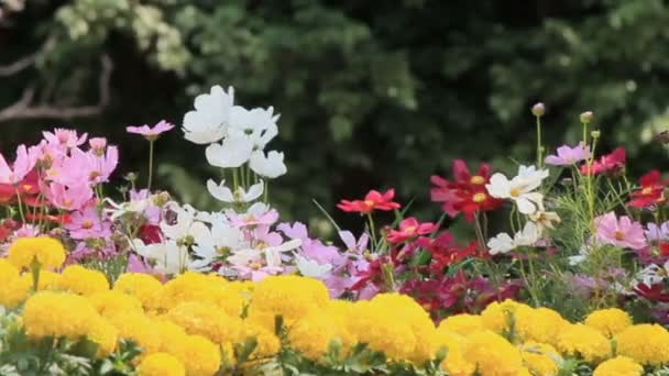 Kwiaty w ogrodzie, vdo Hd. — Wideo stockowe