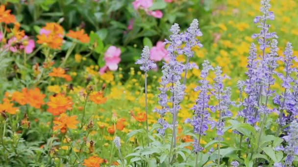 Flores en el jardín, HD vdo . — Vídeos de Stock