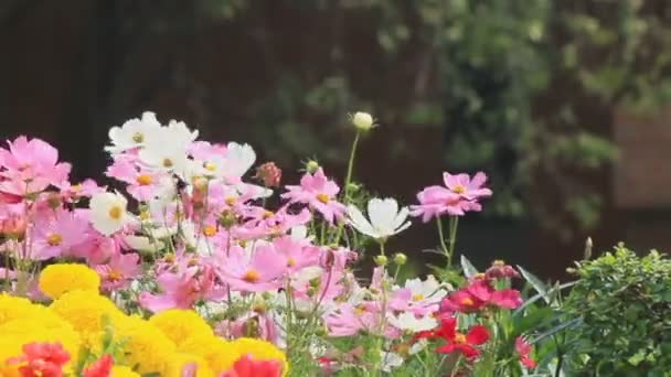 Hd vdo は、庭の花. — ストック動画