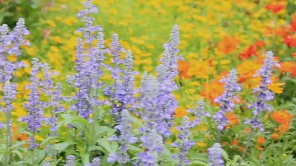 Blommor i trädgården, Hd VDOEN. — Stockvideo