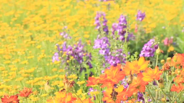 Bloemen in de tuin, Hd vdo. — Stockvideo