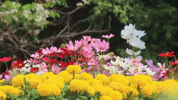 Blommor i trädgården, Hd VDOEN. — Stockvideo