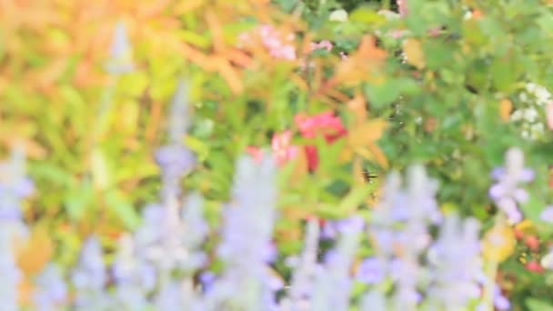 Fleurs dans le jardin, HD vdo . — Video