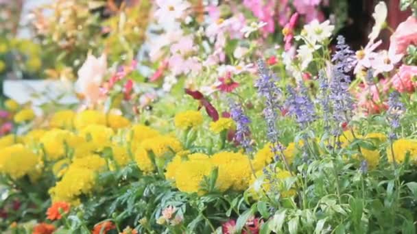 Cadeira de madeira branca no jardim de flores, HD vdo . — Vídeo de Stock