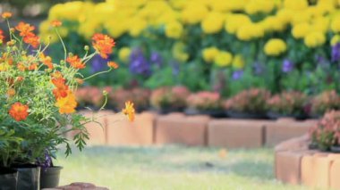 Çiçek Bahçe, Hd vdo.