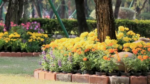 Flores en el jardín, HD vdo . — Vídeo de stock