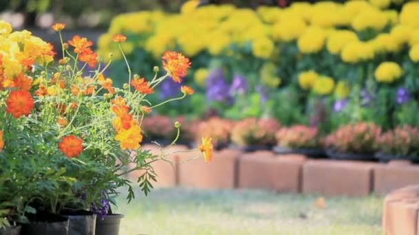 Blommor i trädgården, Hd VDOEN. — Stockvideo