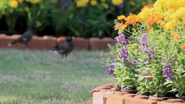 Blommor i trädgården, Hd VDOEN. — Stockvideo