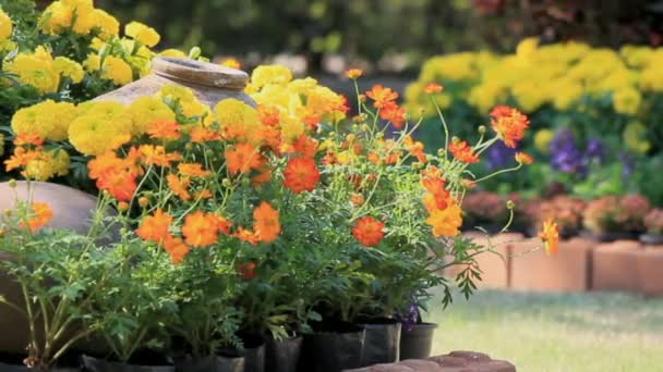 Flores en el jardín, HD vdo . — Vídeo de stock