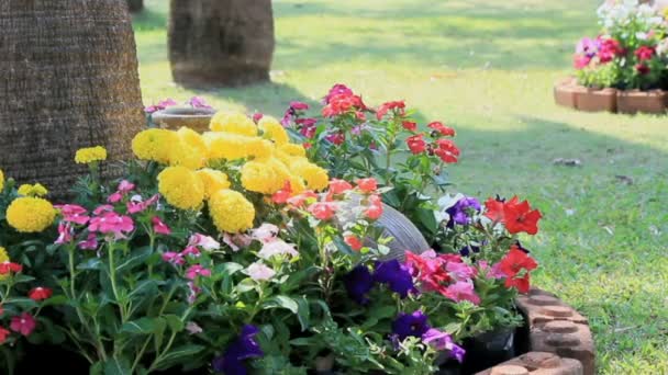 Flores no jardim, HD vdo . — Vídeo de Stock