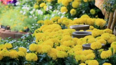 Çiçek Bahçe, Hd vdo.