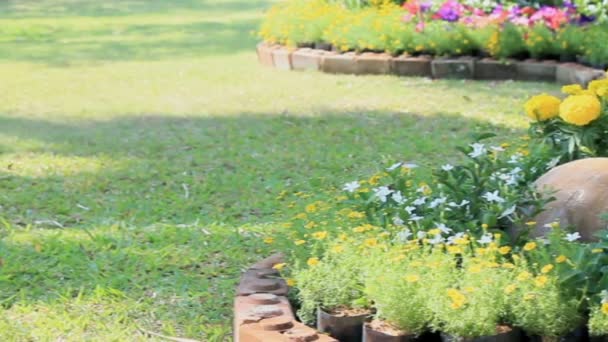 Bloemen in de tuin, Hd vdo. — Stockvideo