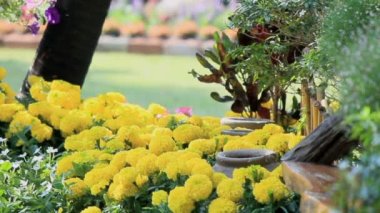 Çiçek Bahçe, Hd vdo.