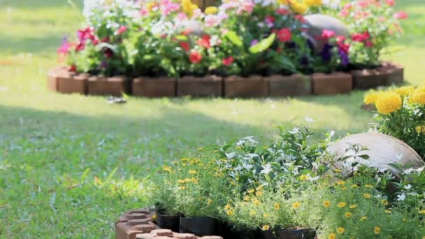 Fleurs dans le jardin, HD vdo . — Video