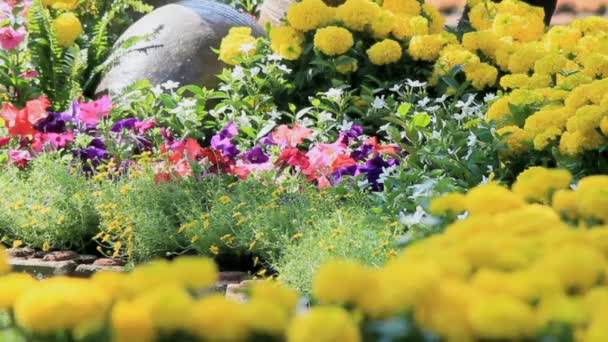 Flowers in the garden, HD vdo. — Stock Video