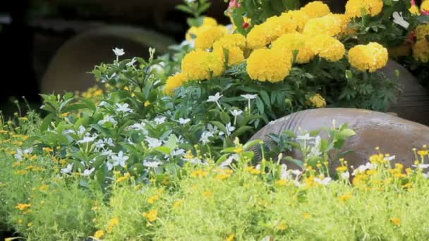 Fleurs dans le jardin, HD vdo . — Video