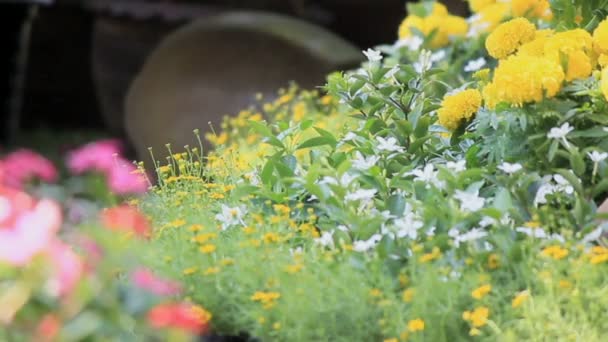 Bloemen in de tuin, Hd vdo. — Stockvideo