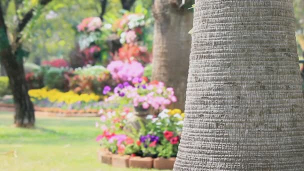 Flores en el jardín, HD vdo . — Vídeo de stock