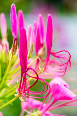 Örümcek çiçekleri yağmurlu mevsimde güzel, rahat ev çiçekleri bahçesinde çiçek açıyor..