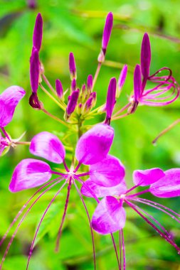 Örümcek çiçekleri yağmurlu mevsimde güzel, rahat ev çiçekleri bahçesinde çiçek açıyor..