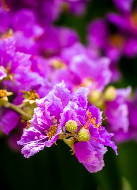 Violet Lagerstroemia Floribunda çiçeğini yaz mevsiminde kapat..