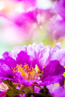 Violet Lagerstroemia Floribunda çiçeğini yaz mevsiminde kapat..