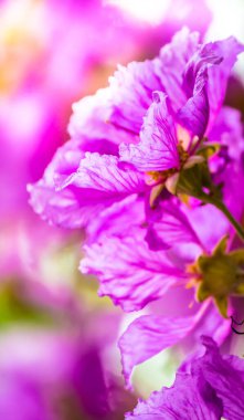 Violet Lagerstroemia Floribunda çiçeğini yaz mevsiminde kapat..