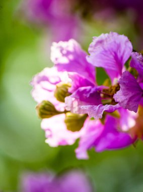 Violet Lagerstroemia Floribunda çiçeğini yaz mevsiminde kapat..
