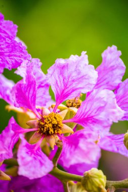 Violet Lagerstroemia Floribunda çiçeğini yaz mevsiminde kapat..