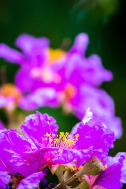 Violet Lagerstroemia Floribunda çiçeğini yaz mevsiminde kapat..