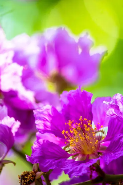 夏に自宅の庭でバイオレット ラガーストロミア フロリブンダの花を閉じます — ストック写真