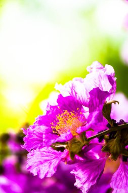 Violet Lagerstroemia Floribunda çiçeğini yaz mevsiminde kapat..