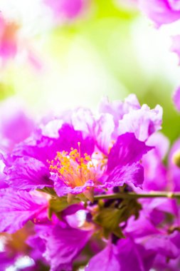 Violet Lagerstroemia Floribunda çiçeğini yaz mevsiminde kapat..