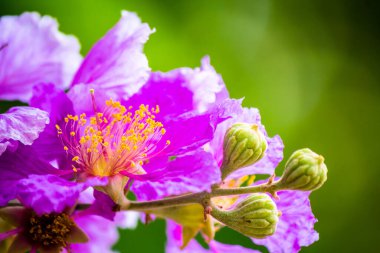 Violet Lagerstroemia Floribunda çiçeğini yaz mevsiminde kapat..