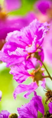 Violet Lagerstroemia Floribunda çiçeğini yaz mevsiminde kapat..