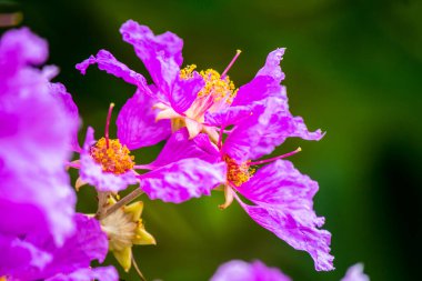 Violet Lagerstroemia Floribunda çiçeğini yaz mevsiminde kapat..