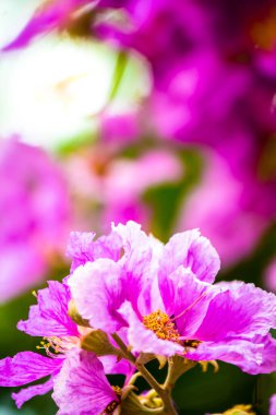 Violet Lagerstroemia Floribunda çiçeğini yaz mevsiminde kapat..