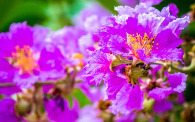 Violet Lagerstroemia Floribunda çiçeğini yaz mevsiminde kapat..
