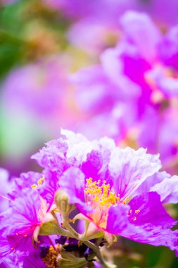 Violet Lagerstroemia Floribunda çiçeğini yaz mevsiminde kapat..