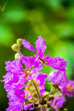 Violet Lagerstroemia Floribunda çiçeğini yaz mevsiminde kapat..