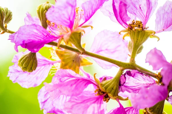 Nahaufnahme Veilchen Lagerstroemia Floribunda Blume Heimischen Garten Sommer — Stockfoto