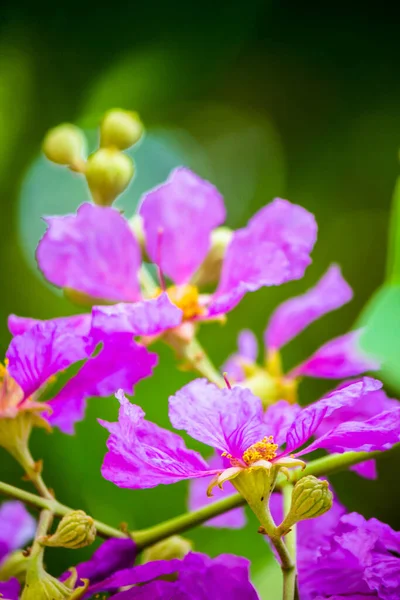 Närbild Violett Lagerstroemi Floribunda Blomma Hemmet Trädgård Sommaren — Stockfoto