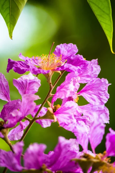 Cerca Violeta Lagerstroemia Floribunda Flor Jardín Casero Verano — Foto de Stock