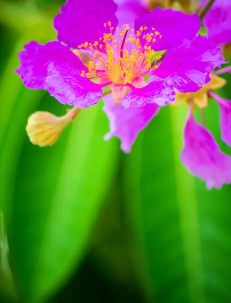 Fermer Violet Lagerstroemia Floribunda Fleur Dans Jardin Maison Été — Photo