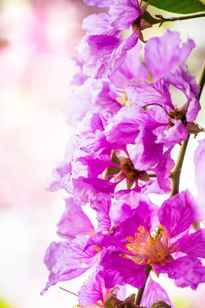 Close Violet Lagerstroemia Floribunda Flower Home Garden Summer — Stock Photo, Image