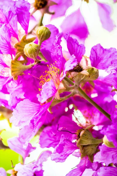 Close Violet Lagerstroemia Floribunda Flor Jardim Casa Verão — Fotografia de Stock