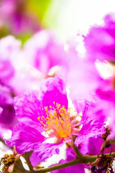 Violet Lagerstroemia Floribunda çiçeğini yaz mevsiminde kapat..